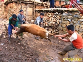 彝族端午节集中骟牛