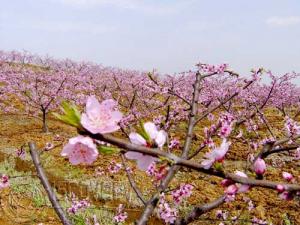 北京平谷桃花节开幕在即