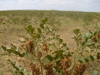 宁夏特产黄宝甘草