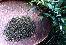 广西特产龙脊云雾茶