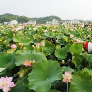 畲乡莲花映红乡村旅游