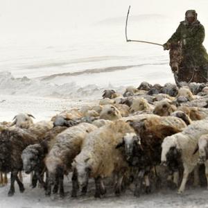 哈萨克族牧民的风雪大迁徙