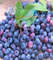 有机蓝莓大颗粒125克乌拉圭蓝莓防辐射护眼 