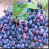 有机蓝莓大颗粒125克乌拉圭蓝莓防辐射护眼 
