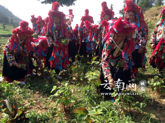 在荞菜田采摘荞叶迎接荞神