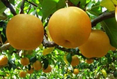 梨：中国文化中最“神圣”的水果